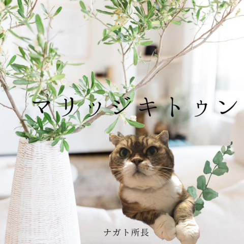 猫好きが結婚を考える時🐈