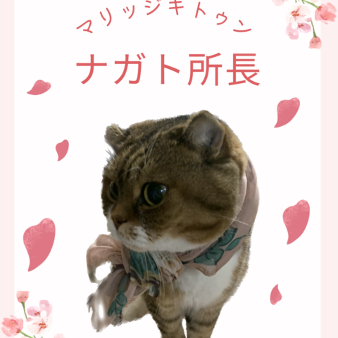 猫雑貨まみれで結婚生活してみませんか？😸✨