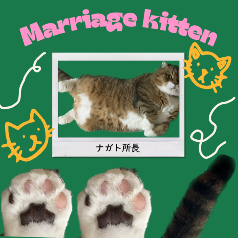 結婚生活で猫と幸せに暮らすために🌸