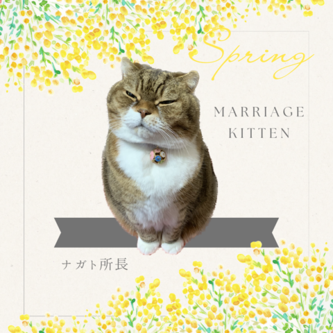 猫の存在が婚活に与える影響