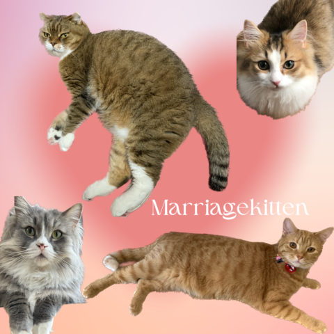 猫と結婚相談所：愛と絆を深める理由
