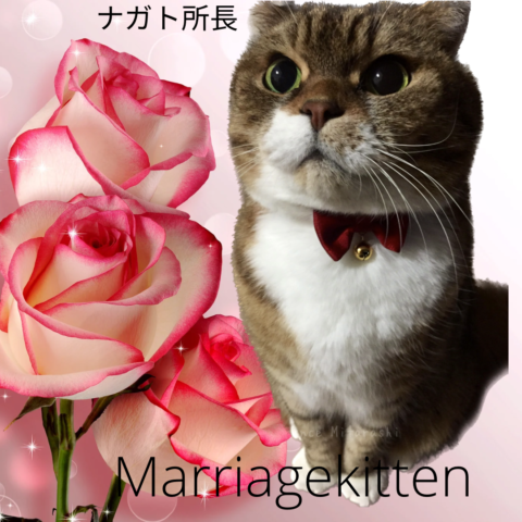 初めての婚活に猫の魔法を込めて