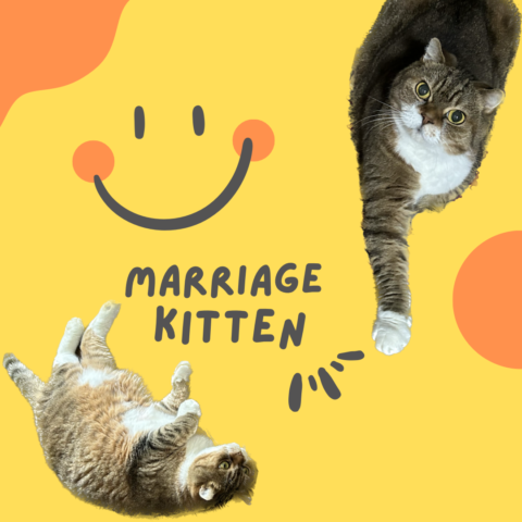 猫パワーで幸せ婚活を実現する方法