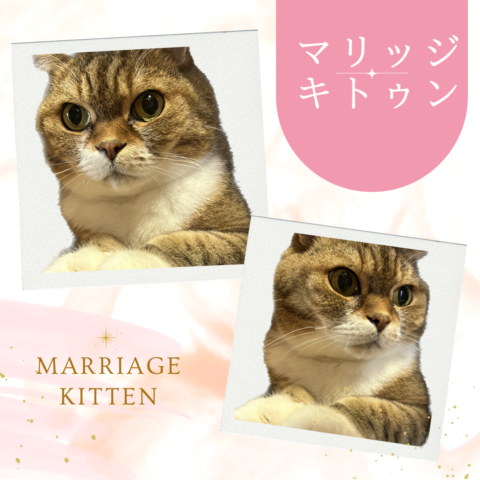 猫好き必読！楽しみながら婚活を成功させる方法