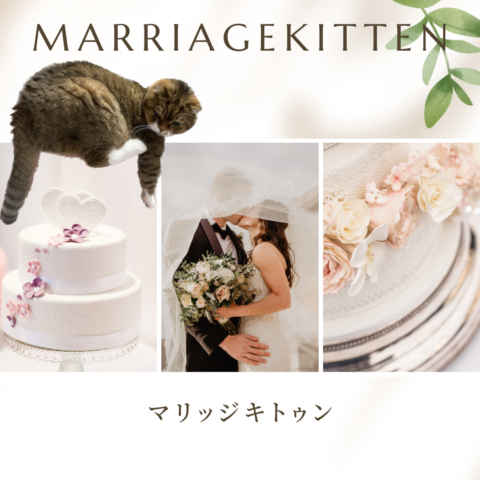 東大阪市の猫好き必見！マリッジキトゥンで猫との結婚を考えてみませんか？