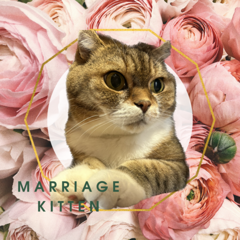 猫派必見！エンジョイ婚活で幸せな結婚を手に入れる方法