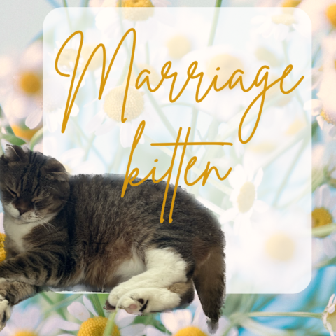 猫好き必見！婚活を通じて猫との絆を深める方法