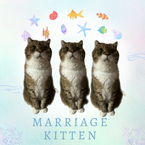 猫好き婚活：ふたつの幸せを探求する新たなステージ
